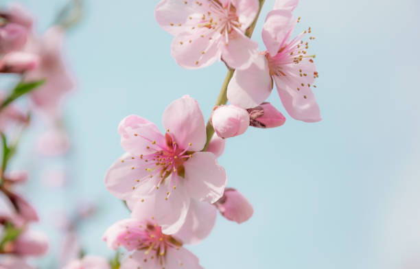istock Scenic flowering orchard. Chinese peach 669467406