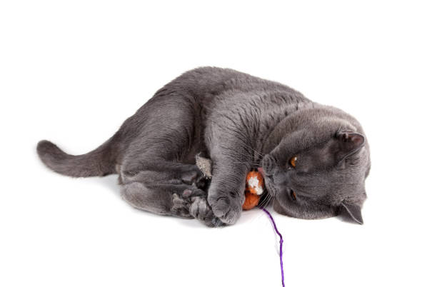 istock Funny British cat is playing with toy mouse 669469752
