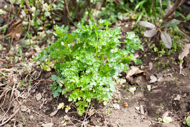 istock Growing Italian parsley 669472572