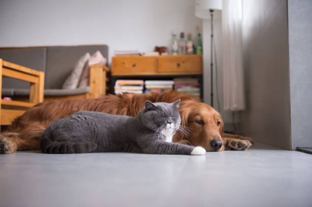 istock British cat and Golden Retriever 669474240