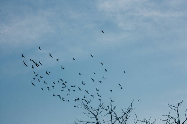 istock silhouettes of flying birds 669480654