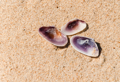 Purple Shellos Three Purple Shells Stock Photo - Download Image Now - Animal, Animal ...