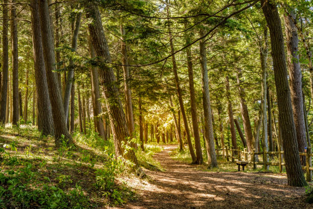 sentiero attraverso i boschi - tree area footpath hiking woods foto e immagini stock