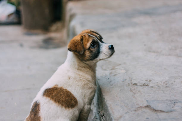 istock Sad white and brown stray dog 669485676