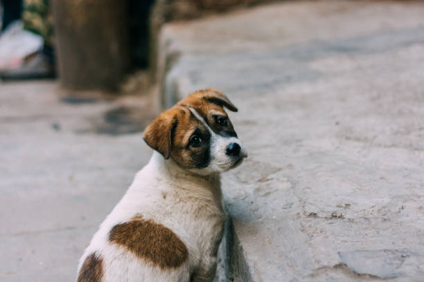 istock Sad white and brown stray dog 669485684