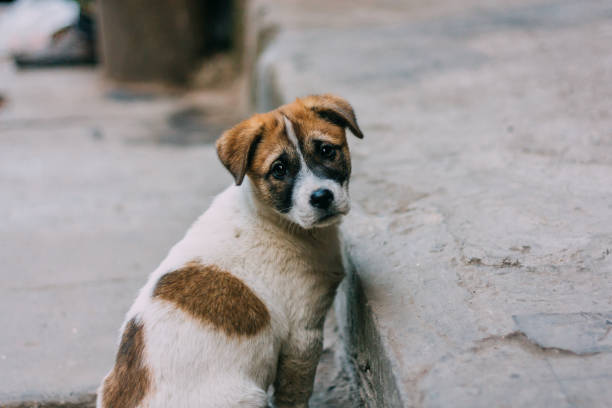 triste perro blanco y marrón - cachorro animal salvaje fotografías e imágenes de stock