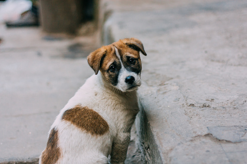 Sad white and brown stray dog standing on a road looking back