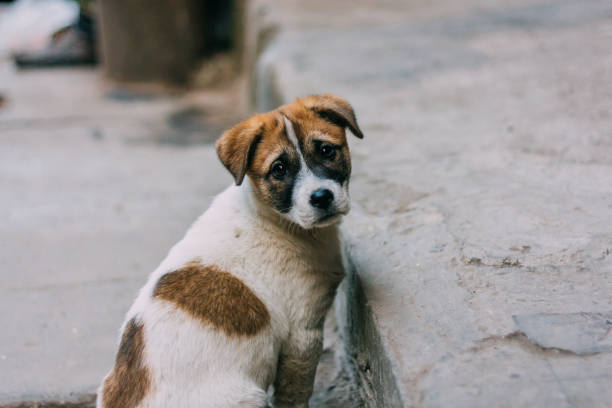 Sad white and brown stray dog Sad white and brown stray dog standing on a road looking back stray animal photos stock pictures, royalty-free photos & images