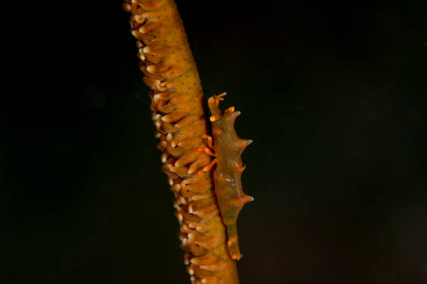 istock dragon shrimp - Miropandalus hardingi 669492014