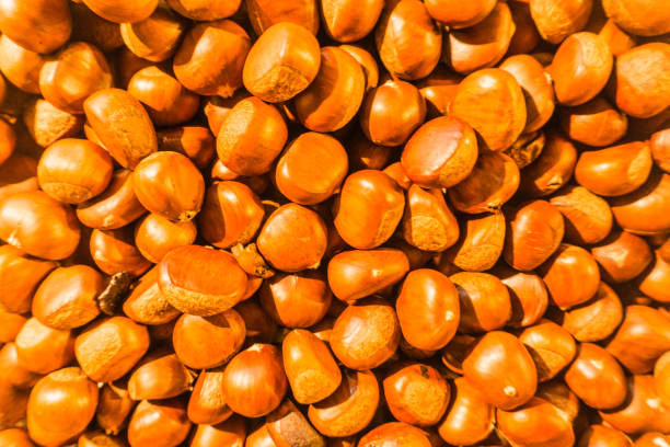Roasted Chestnuts (Castanea dentata), Traditional Seasonal Christmas Food.