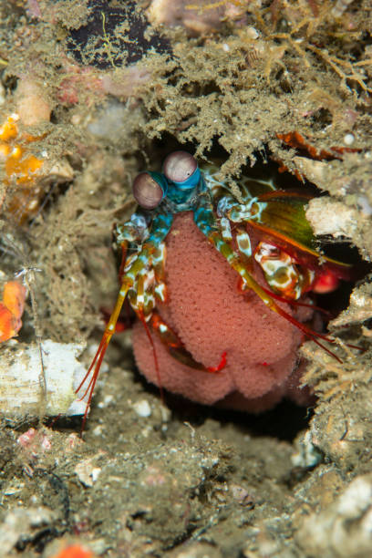 istock peacock mantis shrimp  with eggs - odontodactylus scyllarus 669494908