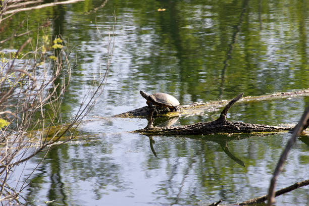 istock turtle in a little lake 669499436