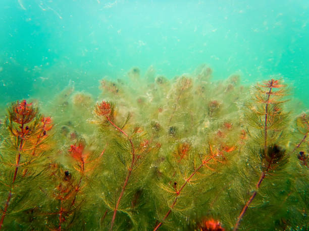 istock Freshwater underwater scene Freshwater rivers and lakes 669502340