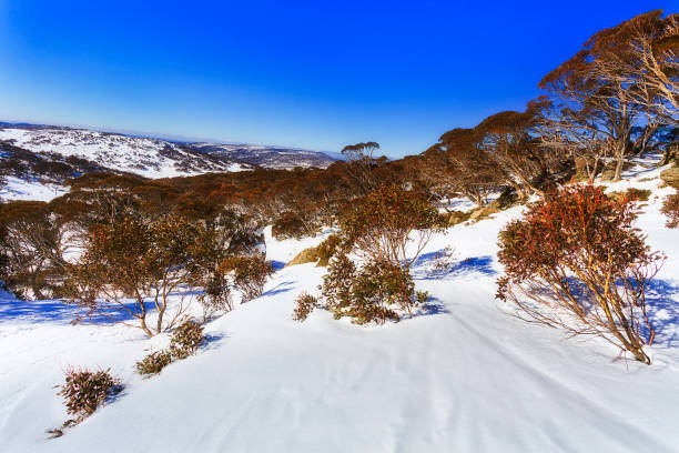 sm 멸망 높은 산 나무 - kosciuszko national park 뉴스 사진 이미지