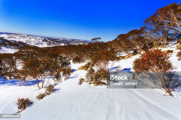 Sm Perish High Mount Trees Stock Photo - Download Image Now - Australia, Snowcapped Mountain, Kosciuszko National Park