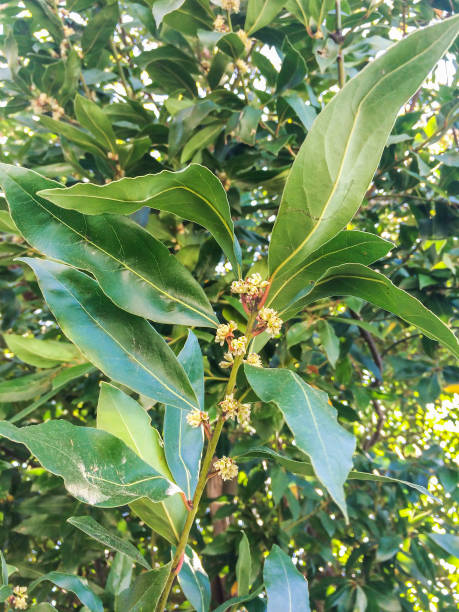 istock Bay laurel flowers 669510010