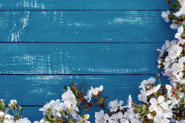 istock Branch of a cherry tree with white flowers 669512224