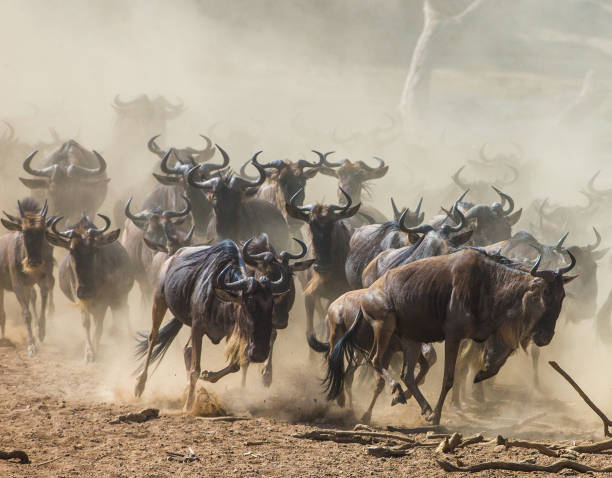 istock Wildebeests running through the savannah. 669512286