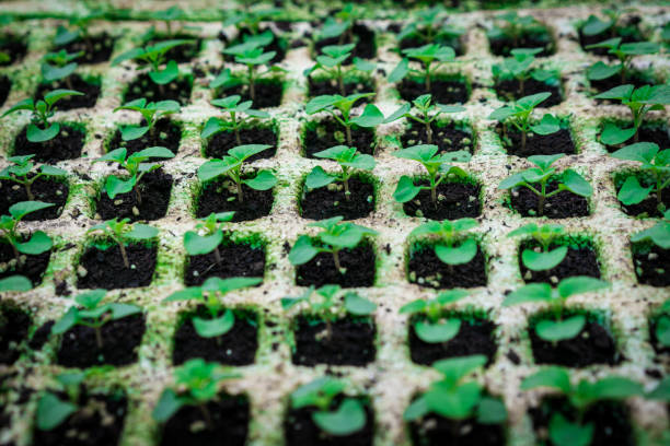 istock Salvia plant newly sprouting 669512558