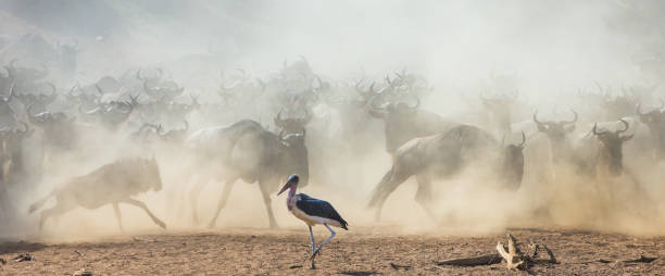 istock Wildebeests running through the savannah. 669512690
