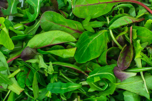 alimentação saudável de rúcula, acelga, mitsuna, mostarda vermelha em plasti - leaf vegetable radicchio green lettuce - fotografias e filmes do acervo