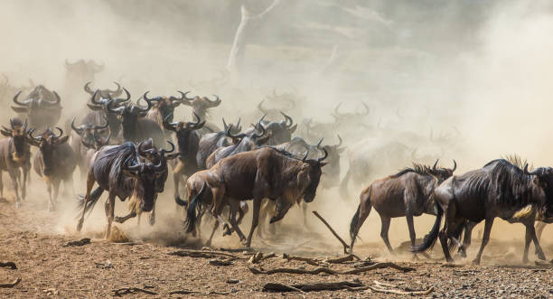 istock Wildebeests running through the savannah. 669512828