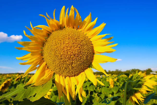 champs de fleurs de soleil - sunflower flower flower bed light photos et images de collection