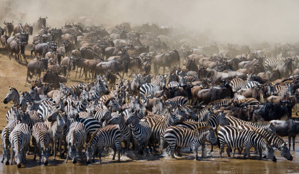 istock Big herd of wildebeest is about Mara River. 669513134