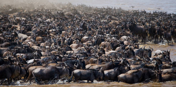 istock Big herd of wildebeest is about Mara River. 669513136