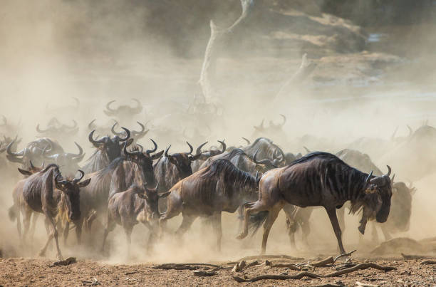 istock Wildebeests running through the savannah. 669513168