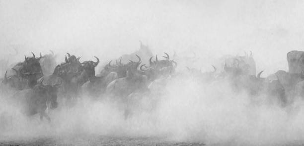 istock Wildebeests running through the savannah. 669513174