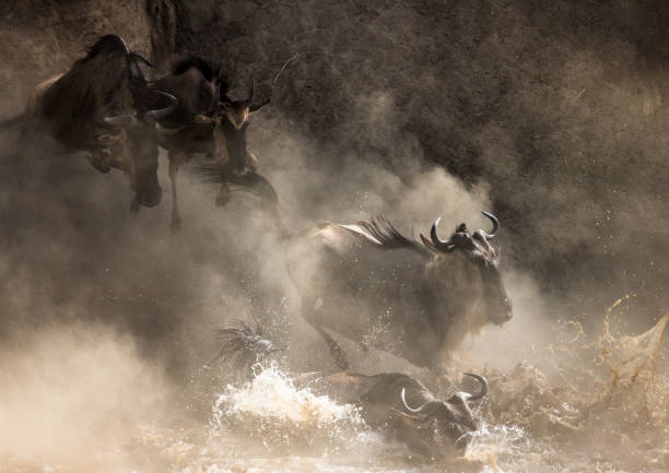 istock Wildebeests are crossing Mara river. 669513206
