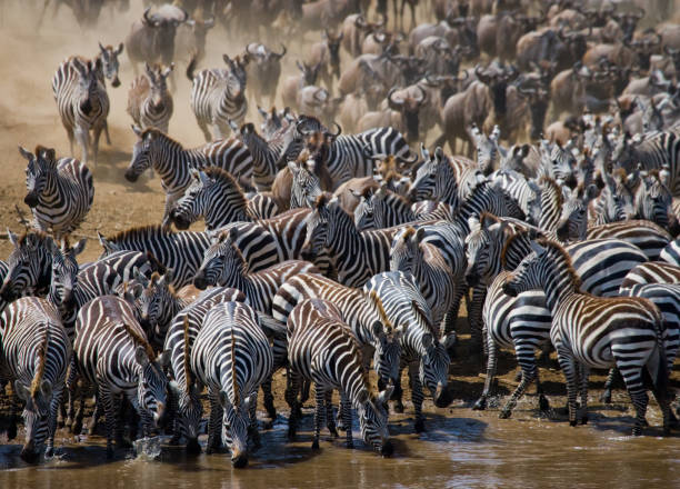 istock Big herd of wildebeest is about Mara River. 669513318