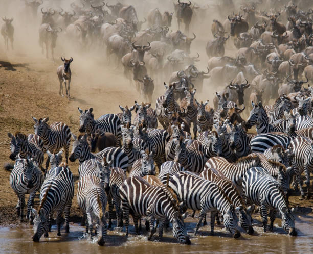 istock Big herd of wildebeest is about Mara River. 669513412