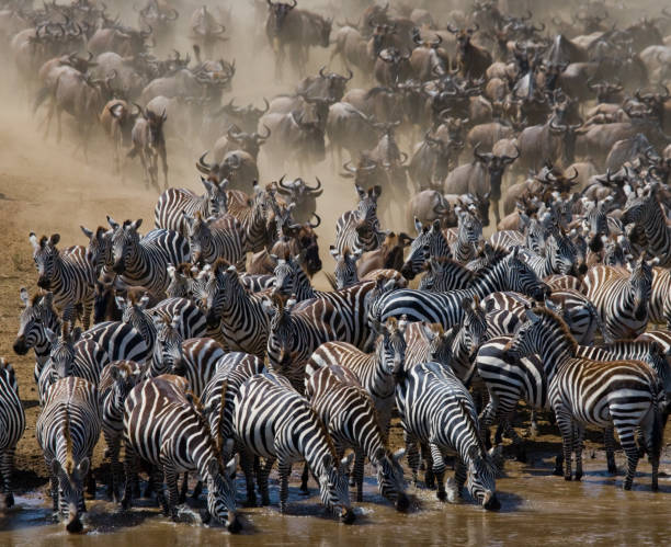 istock Big herd of wildebeest is about Mara River. 669513414