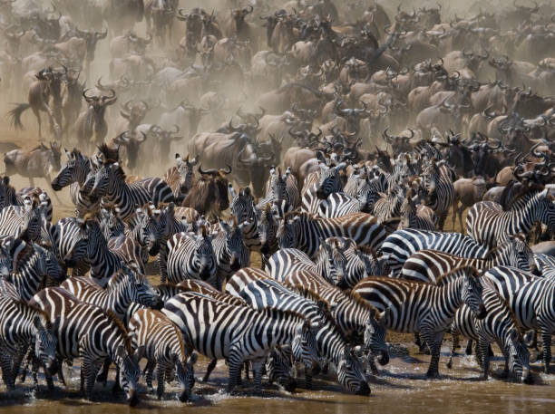 istock Big herd of wildebeest is about Mara River. 669513424