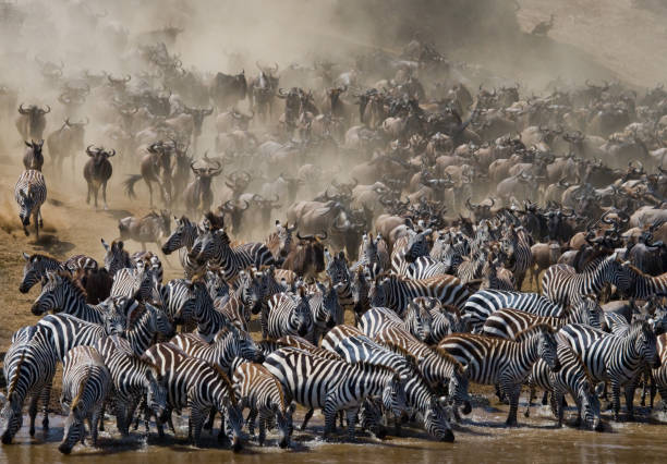 istock Big herd of wildebeest is about Mara River. 669513464