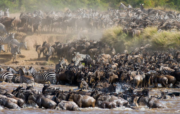 istock Wildebeests are crossing Mara river. 669513468