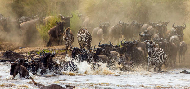 istock Wildebeests are crossing Mara river. 669513616