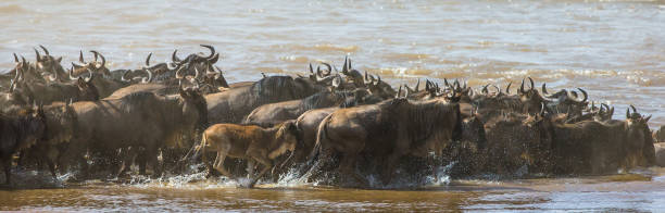 istock Wildebeests are crossing Mara river. 669513634