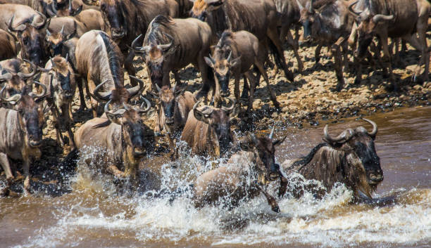 istock Wildebeests are crossing Mara river. 669515400