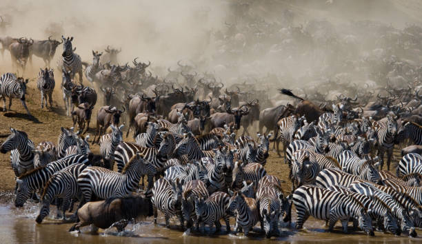 istock Big herd of wildebeest is about Mara River. 669515716