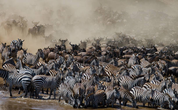 istock Big herd of wildebeest is about Mara River. 669515790