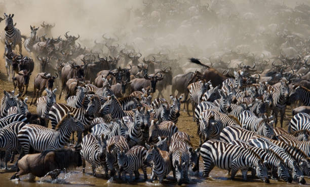 istock Big herd of wildebeest is about Mara River. 669515830
