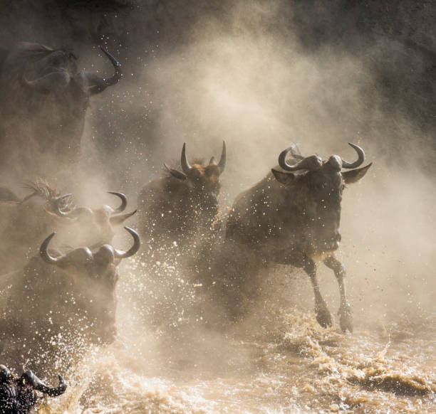 istock Wildebeests are crossing Mara river. 669515842