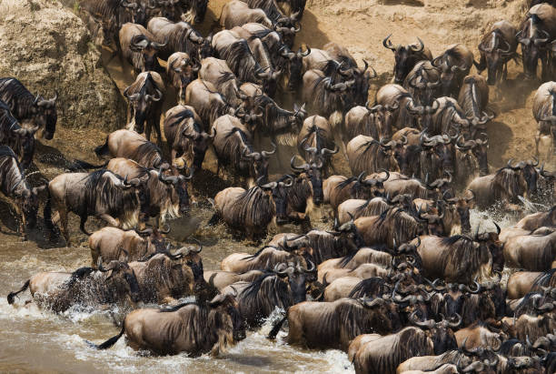 istock Wildebeests are crossing Mara river. 669515950