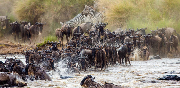istock Wildebeests are crossing Mara river. 669515968