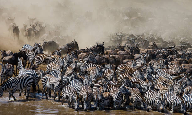 istock Wildebeests are crossing Mara river. 669516022