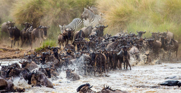 istock Wildebeests are crossing Mara river. 669516026