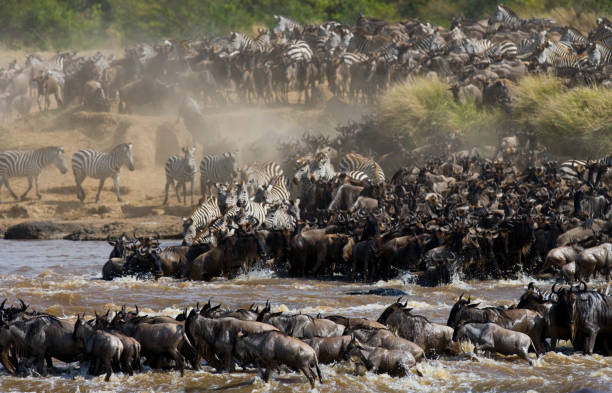 istock Wildebeests are crossing Mara river. 669516068